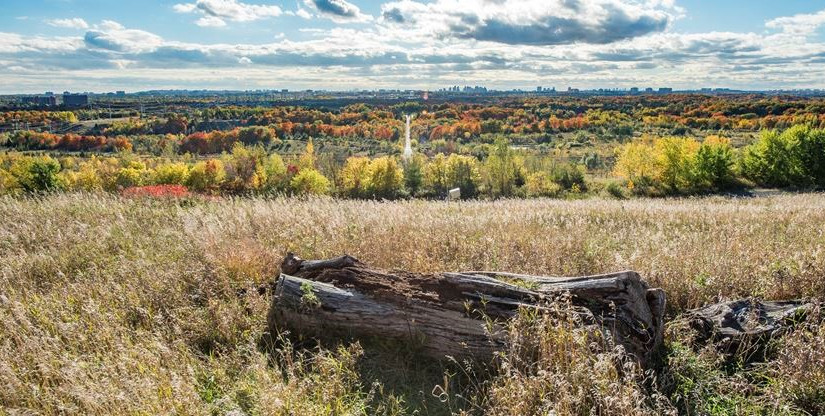 Beare Hill公園植樹