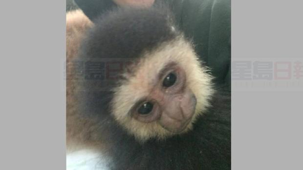 安省動物園三隻動物被盜！工作人員急哭了