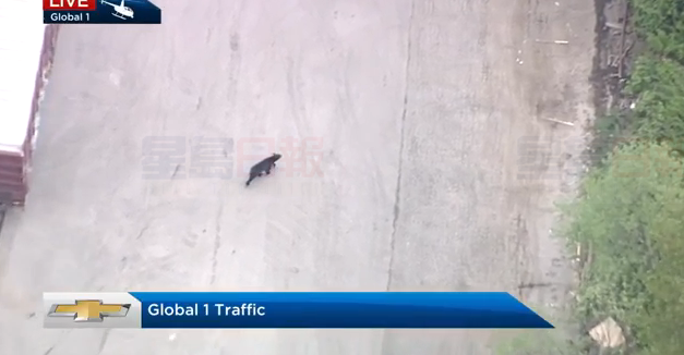 卑詩省二埠市有黑熊出沒 要封路處理