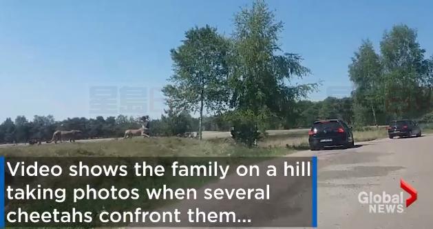 豹口逃生 游野生動物園千萬別下車啊！