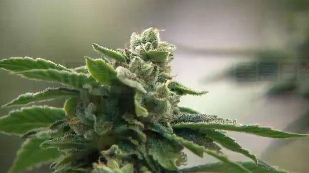 報警望處理家庭糾紛 不料竟被查出非法種植大麻