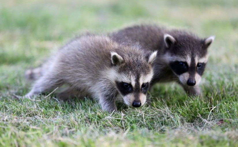 又一起浣熊傷人事件 溫哥華男子遛狗時被浣熊咬傷