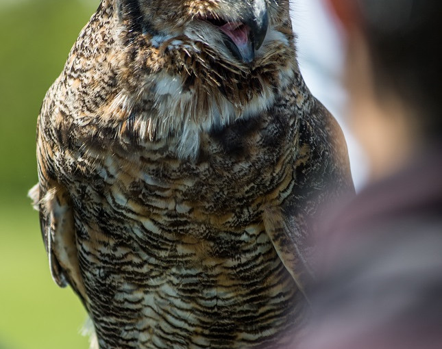 第9屆多倫多鳥節