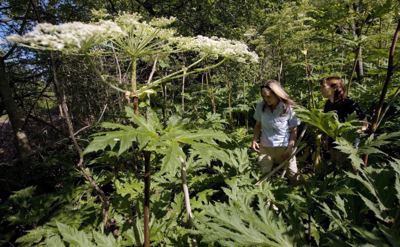 加拿大國民小心這種危險植物！嚴重可致失明！