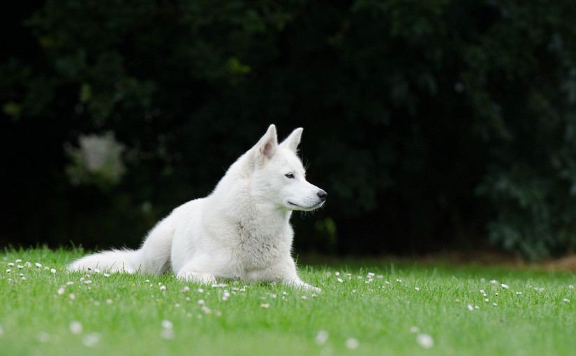 從韓國狗肉農場救下的50隻狗已平安落地加拿大