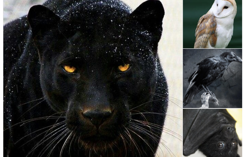 為了迴避人類，晝行動物們正在變為夜行