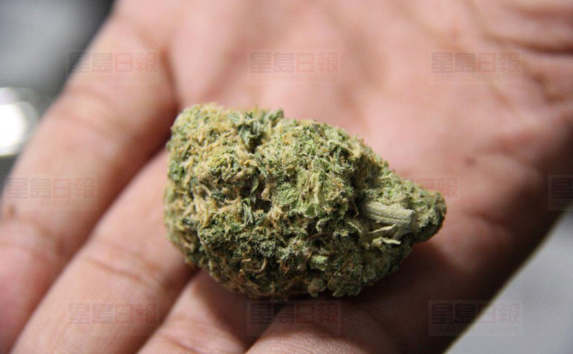 大麻即將合法，如何迅速了解市場？第一門大麻課程出爐