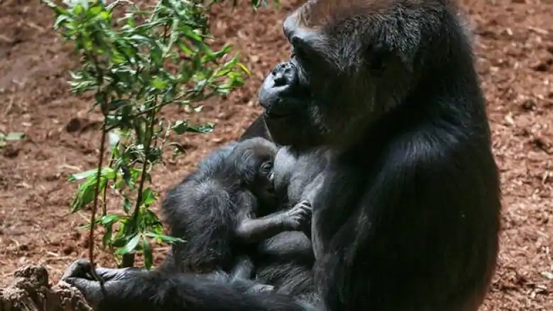 女孩！多倫多動物園新生兒大猩猩姓名公佈