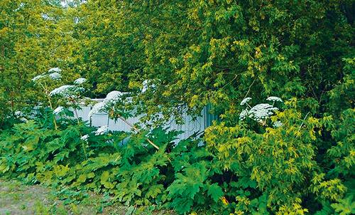 這種可致燒傷失明的毒草，馬上就要開花了