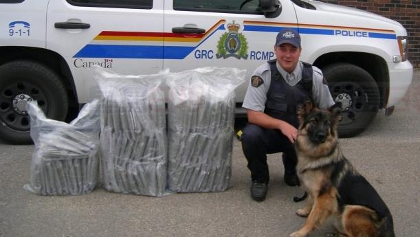 大麻合法化迫使14隻皇家騎警嗅探犬提前退休