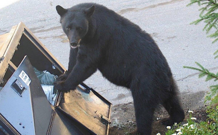 卑詩保育服務局周四發布公告，共錄得9,500宗人類遇上動物報告，稱食物儲存不當吸引動物覓食佔主要