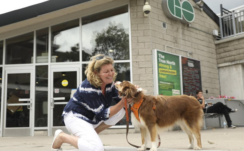 無需籠子 下週五開始可以帶狗狗上Go Train了！