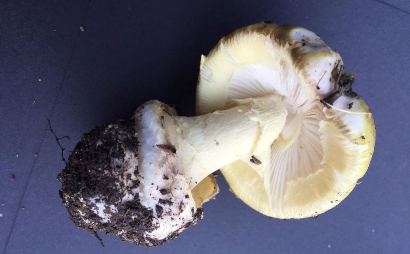 劇毒蘑菇驚現卑詩省 致死率高達30%