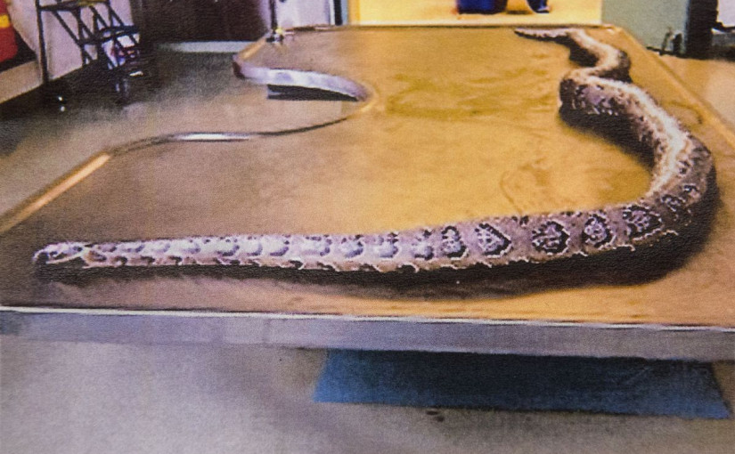 男子飼養2米長蟒蛇離家出走 警察：無害莫慌