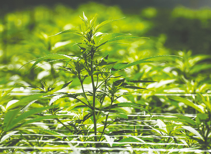 大麻公司借音樂節向未成年人做宣傳 衛生部擔憂