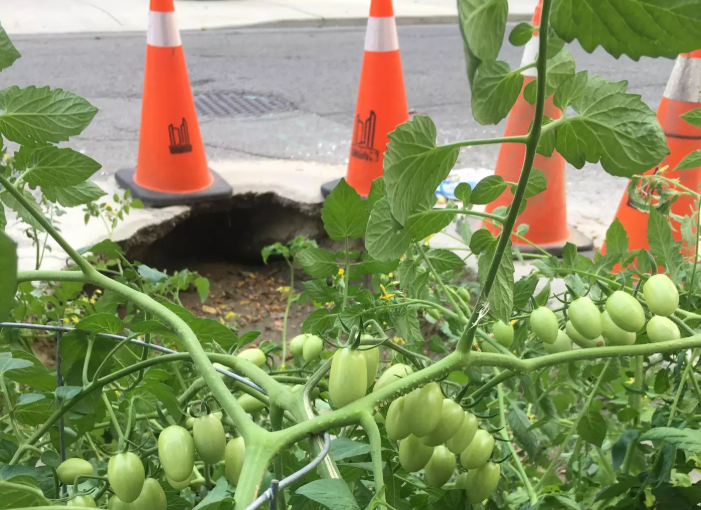 【視頻】多倫多道路失修數月，居民在坑裡種起西紅柿