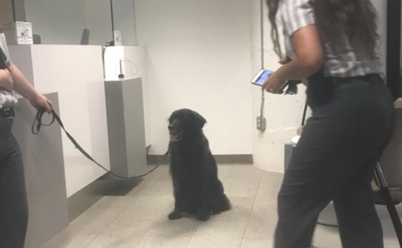 士嘉堡狗狗獨自搭Go Train去市中心  Metrolinx：坐火車請和主人一起！