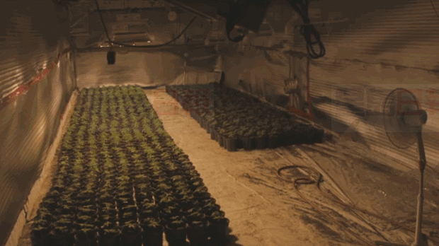 約克區警方繳獲價值$650萬元的非法大麻，兩名魁省男子被控罪