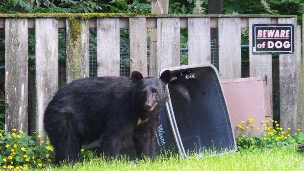 加國見聞：渥太華地區突現大量黑熊