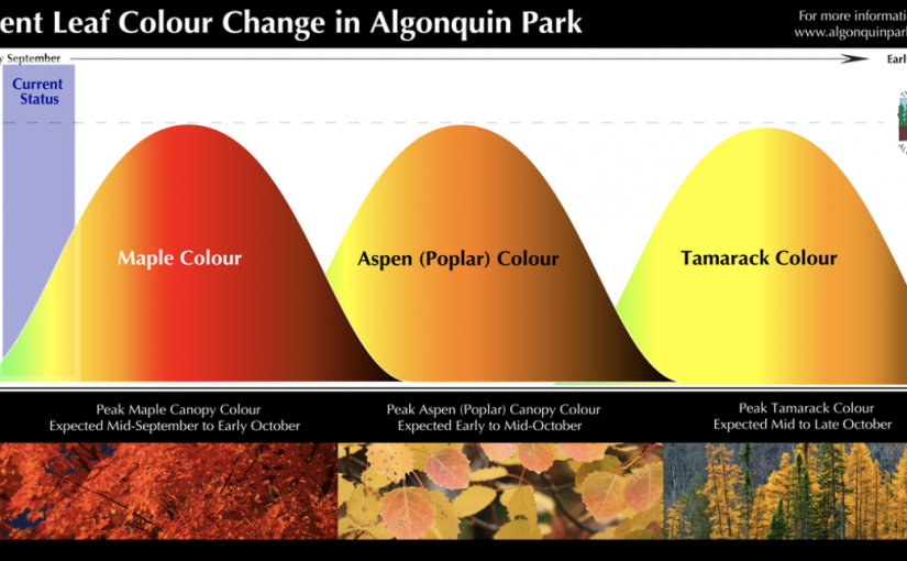 阿崗昆楓葉紅了40%，最佳觀看時間是？