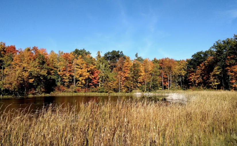 大多區這個地方的楓葉已經紅了50%