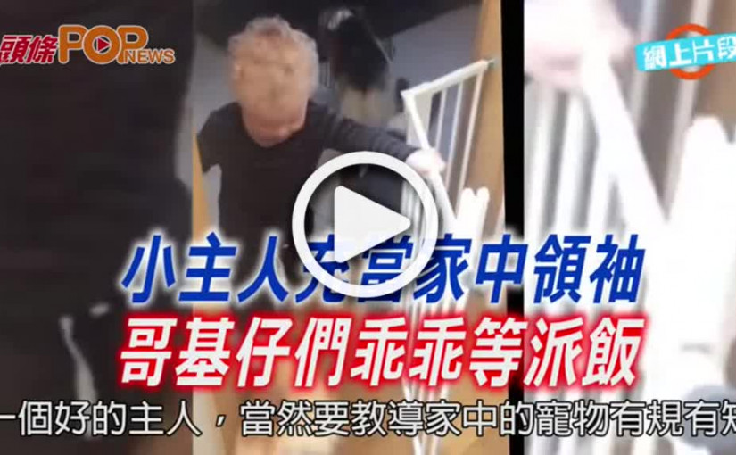 小主人充當家中領袖       哥基仔們乖乖等派飯