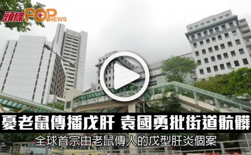 老鼠傳播戊肝   港男中招           袁國勇批街道骯髒