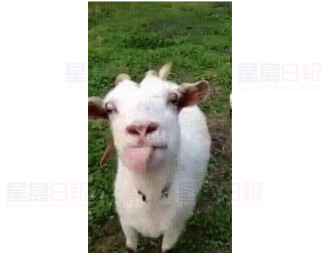 公路上驚現雞群、山羊，網友：「在多倫多開車如進動物園！」