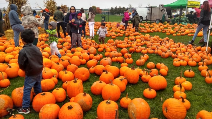 【放下電話電腦電視】全部都是南瓜，周一去玩玩吧！