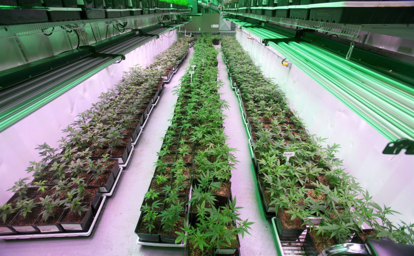 福特：安省大麻店一夜之間接到近4萬個訂單