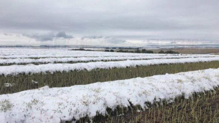 亞省薩省大雪封田，農民無法收割面臨經濟損失