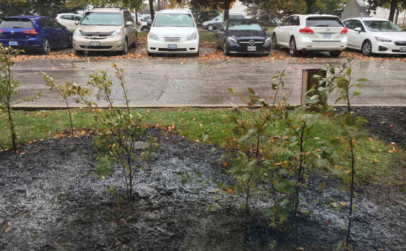 【視頻】剛剛，萬錦市下了今年第一場雪！