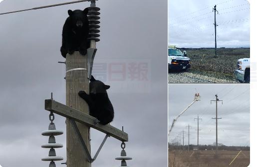 黑熊寶寶爬到電線桿上睡大覺 曼尼托巴工人助其安全着陆