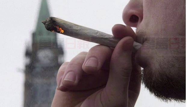 民意調查：71%的加拿大人對吸食大麻不感興趣