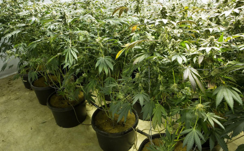 【三招防範買入大麻屋】