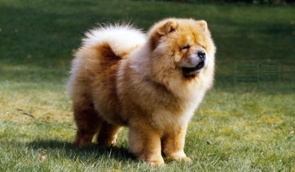 二哈使鄰居鬆獅犬懷孕 魁北克法官判主人賠錢