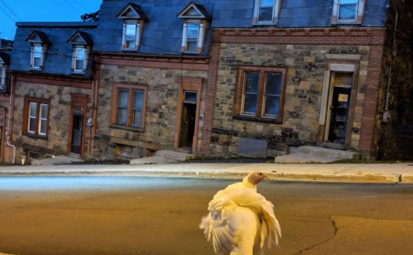 St John’s野生火雞「走街串巷」惹人困惑