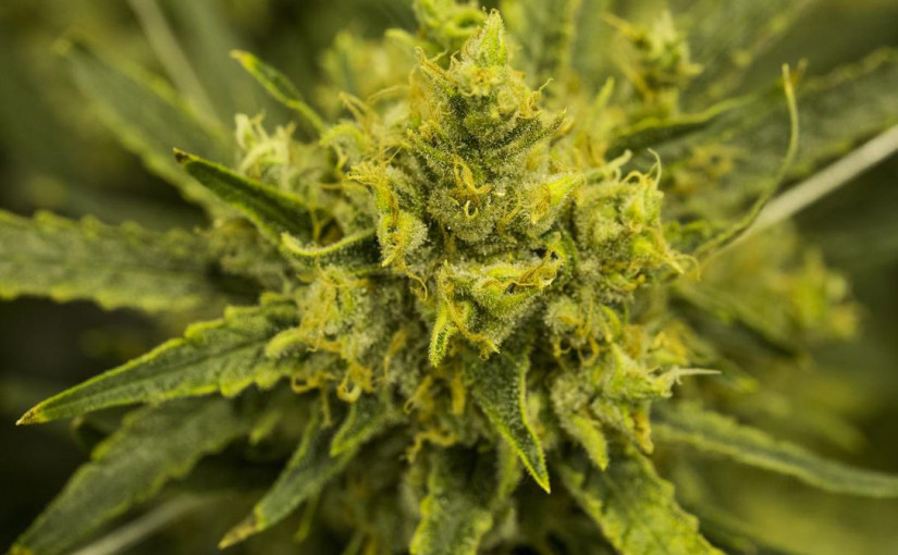 數千名曾因擁有大麻而獲罪的加拿大人將被赦免