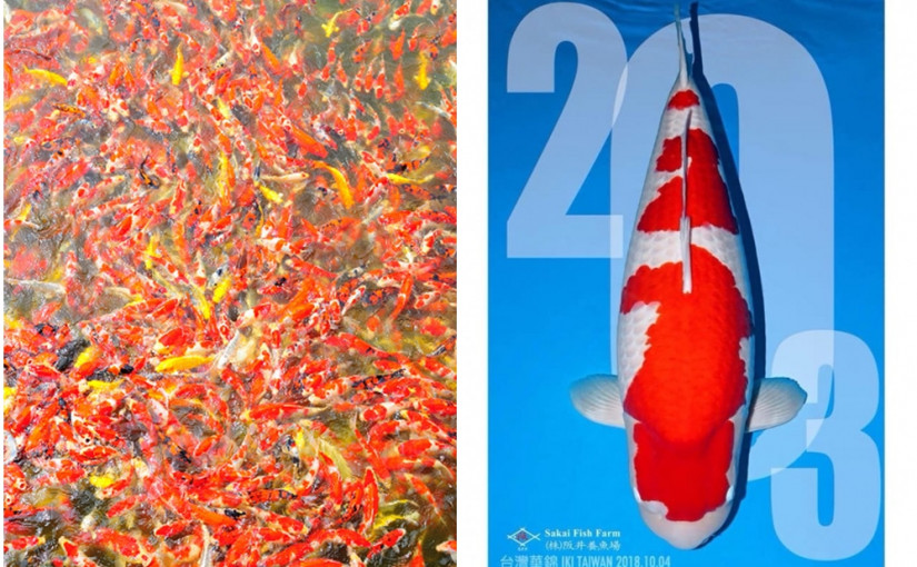 【233萬加元一條魚】世上最貴錦鯉