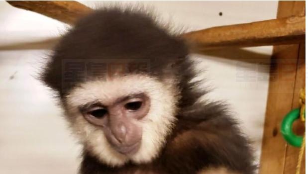 魁省警察找到5個月前在安省失窃的長臂猿