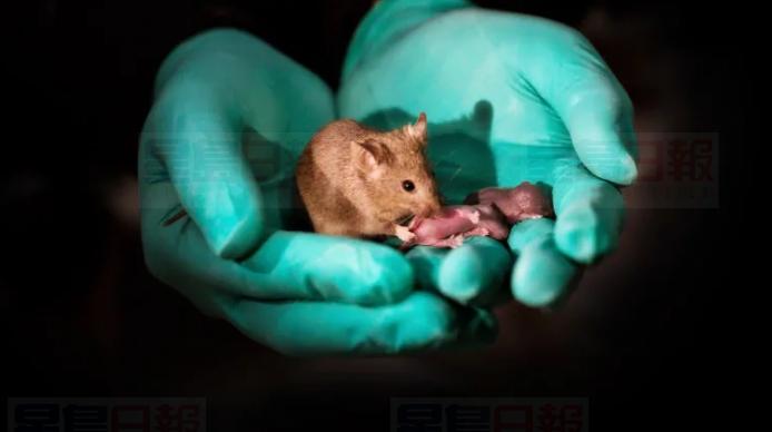中國研究出同性老鼠繁衍後代技術
