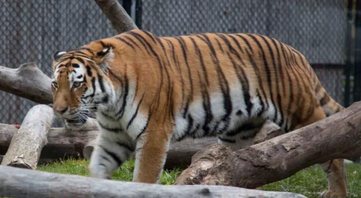 拜見“女王”和“君主” 多倫多動物園迎來新成員