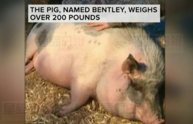 女子屋毀不知安身處  卻為200磅寵物落戶忙