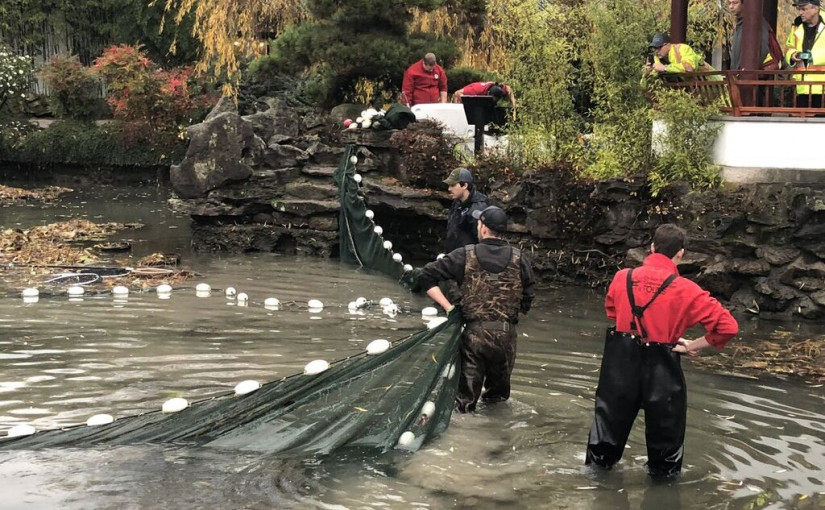 溫哥華中山公園的錦鯉王慘遭毒手