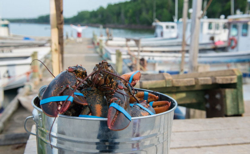 龍蝦撈捕季登場 大發中國財