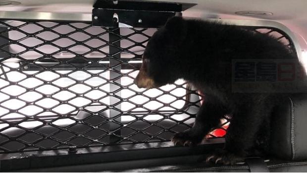 迷路的熊寶寶坐進警車 OPP：這不是常見的出警
