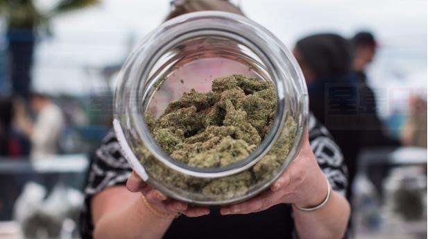 加拿大部分院校獲許可在校園種植大麻