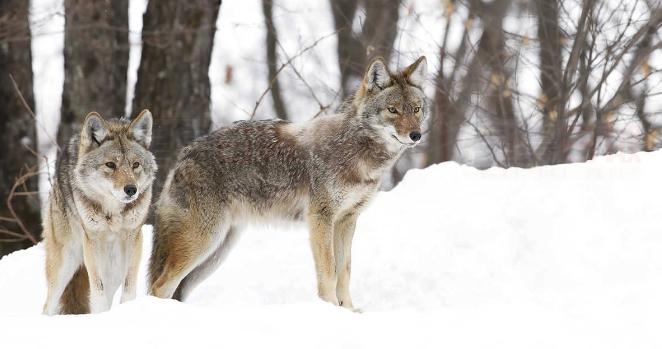 野生動物真的能預測寒冬嗎？