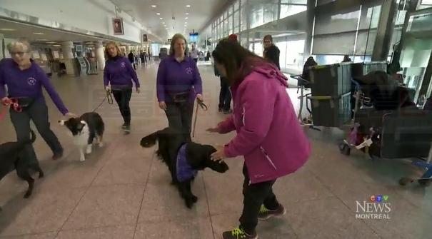 滿地可機場引進30隻治療犬用以緩解飛行壓力