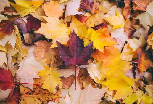 懶人福音：加拿大環保組織呼籲人們不要耙草坪